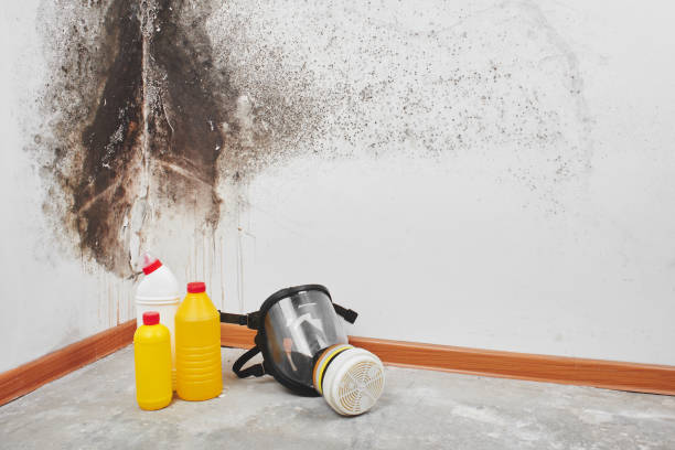 Best Mold Remediation  in Denton, TX