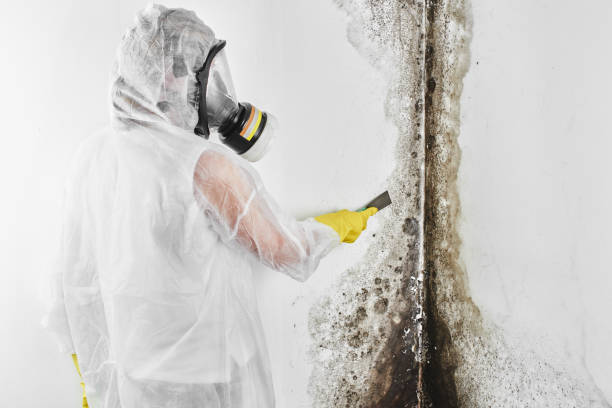 Best Emergency Mold Removal  in Denton, TX