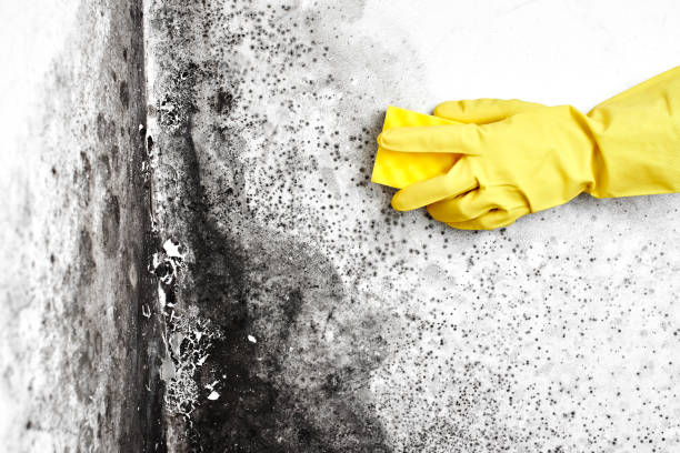 Best Toxic Mold Removal  in Denton, TX