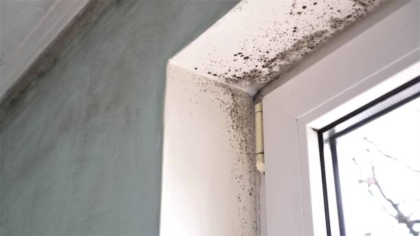 Best Home Mold Removal  in Denton, TX