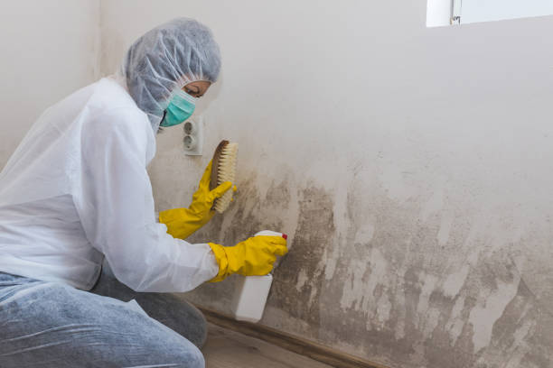 Best Affordable Mold Removal  in Denton, TX