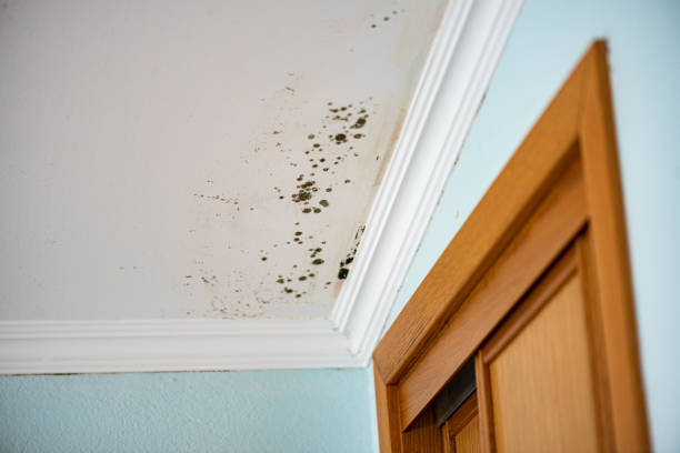 Best Residential Mold Removal  in Denton, TX