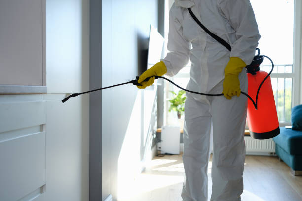 Best Same-Day Mold Removal  in Denton, TX