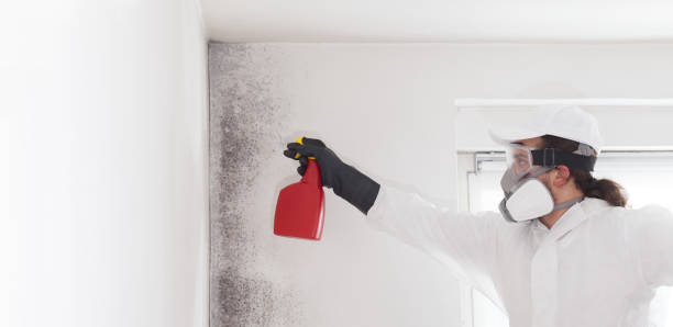  Denton, TX Mold Removal Pros