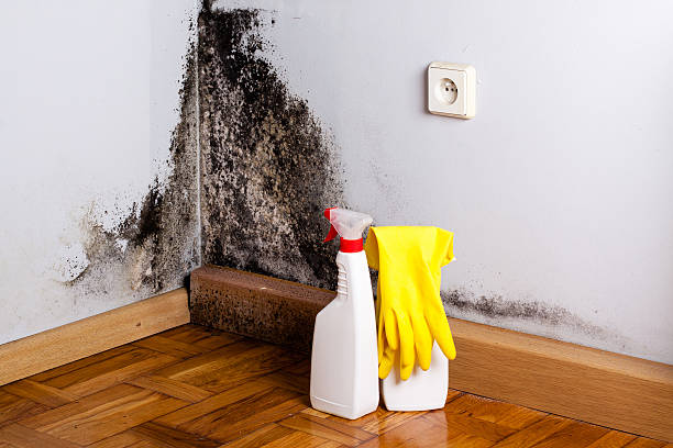 Best Black Mold Removal  in Denton, TX