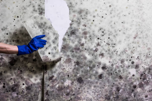 Best Emergency Mold Removal  in Denton, TX